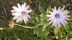 Dimorphotheca fruticosa