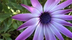 Dimorphotheca fruticosa