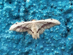 Idaea triangulata