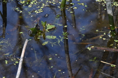 Galium trifidum
