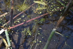 Utricularia macrorhiza