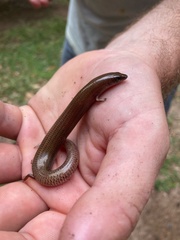 Glaphyromorphus punctulatus