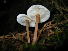 Collybia eucalyptorum