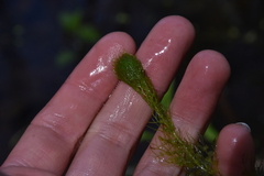 Utricularia macrorhiza