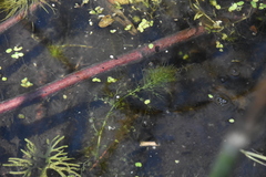 Utricularia macrorhiza