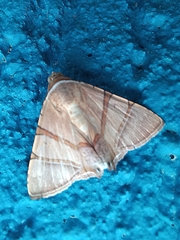 Eulepidotis juncida