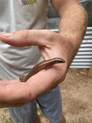 Glaphyromorphus punctulatus