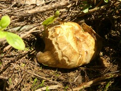 Agaricomycotina