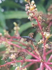 Brentidae
