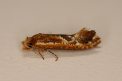 Moerarchis inconcisella