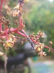 Brentidae