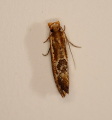 Moerarchis inconcisella