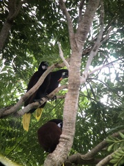 Psarocolius montezuma