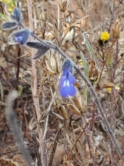 Salvia subincisa