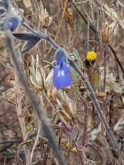 Salvia subincisa