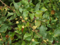 Acacia urophylla