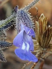 Salvia subincisa
