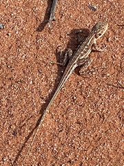 Ctenophorus isolepis