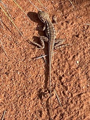 Ctenophorus isolepis