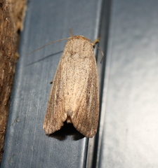 Leucania abdominalis
