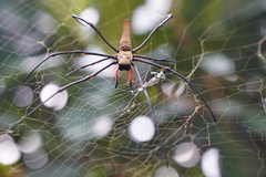 Nephila