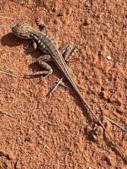 Ctenophorus isolepis