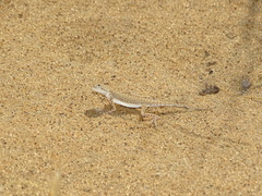 Phrynocephalus interscapularis