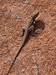 Ctenophorus isolepis