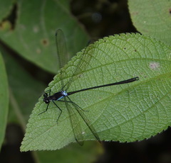 Teinopodagrion
