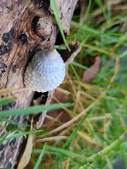 Cenchritis muricatus