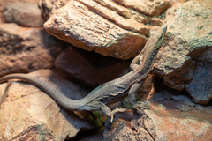 Varanus