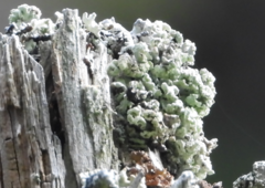 Acroscyphus sphaerophoroides