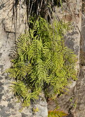 Gleichenia rupestris