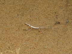 Phrynocephalus interscapularis