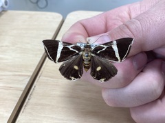 Fodina ostorius