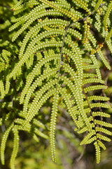 Gleichenia rupestris