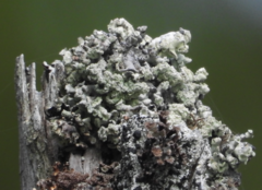 Acroscyphus sphaerophoroides