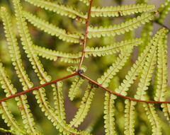 Gleichenia rupestris