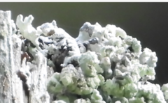 Acroscyphus sphaerophoroides