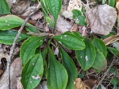 Antennaria plantaginifolia