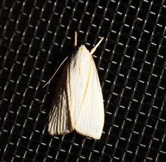 Cryptophasa flavolineata