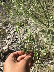 Parkinsonia florida
