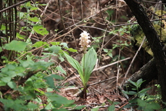Govenia liliacea