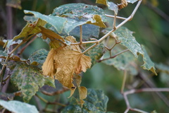 Vitis labrusca