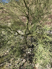 Parkinsonia florida
