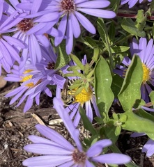 Callandrena