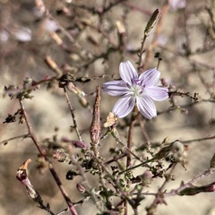 Stephanomeria exigua