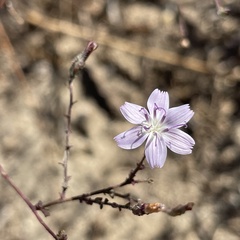 Stephanomeria exigua