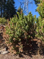Arctostaphylos regismontana