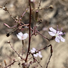 Stephanomeria exigua